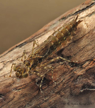 Aeshna umbrosa, nymph